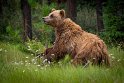 131 Canada, Jasper NP, grizzlybeer